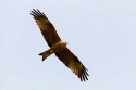 Black Kite (Milvus migrans)