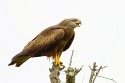 Black Kite (Milvus migrans)