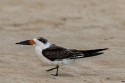 Black Skimmer (Rynchops niger)