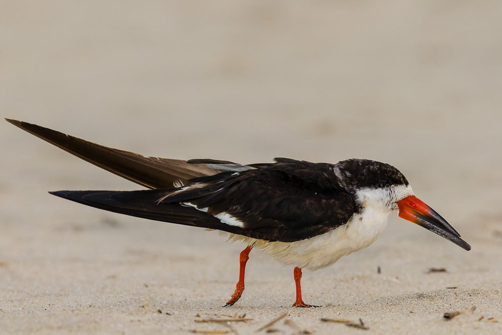 Black Skimmer (Rynchops niger)