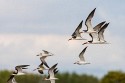 Black Skimmer (Rynchops niger)