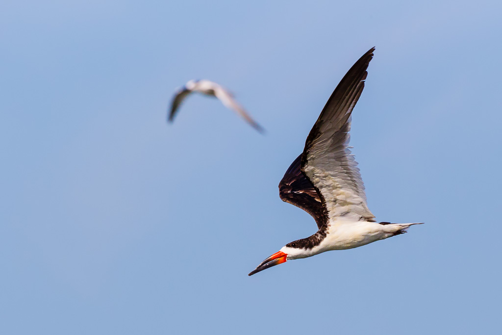 Black Skimmer (Rynchops niger)