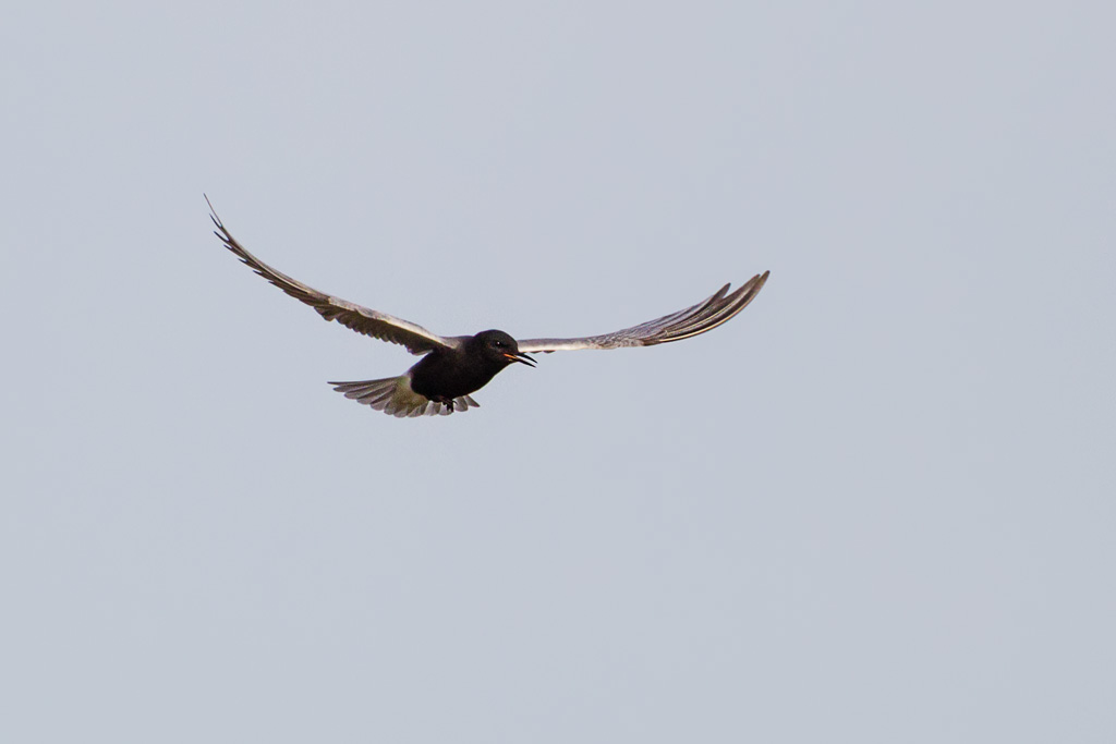 Black Tern (Chlidonias niger)