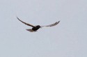 Black Tern (Chlidonias niger)