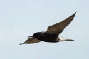 Black Tern (Chlidonias niger)