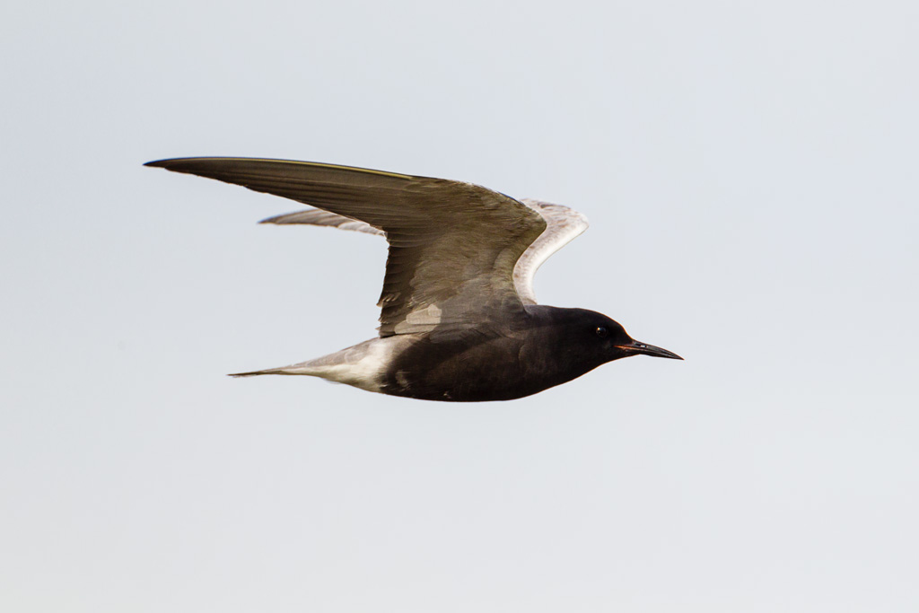 Black Tern (Chlidonias niger)