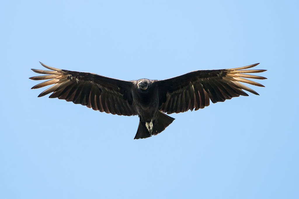 Black Vulture (Coragyps atratus)