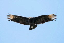 Black Vulture (Coragyps atratus)