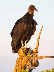 Black Vulture (Coragyps atratus)