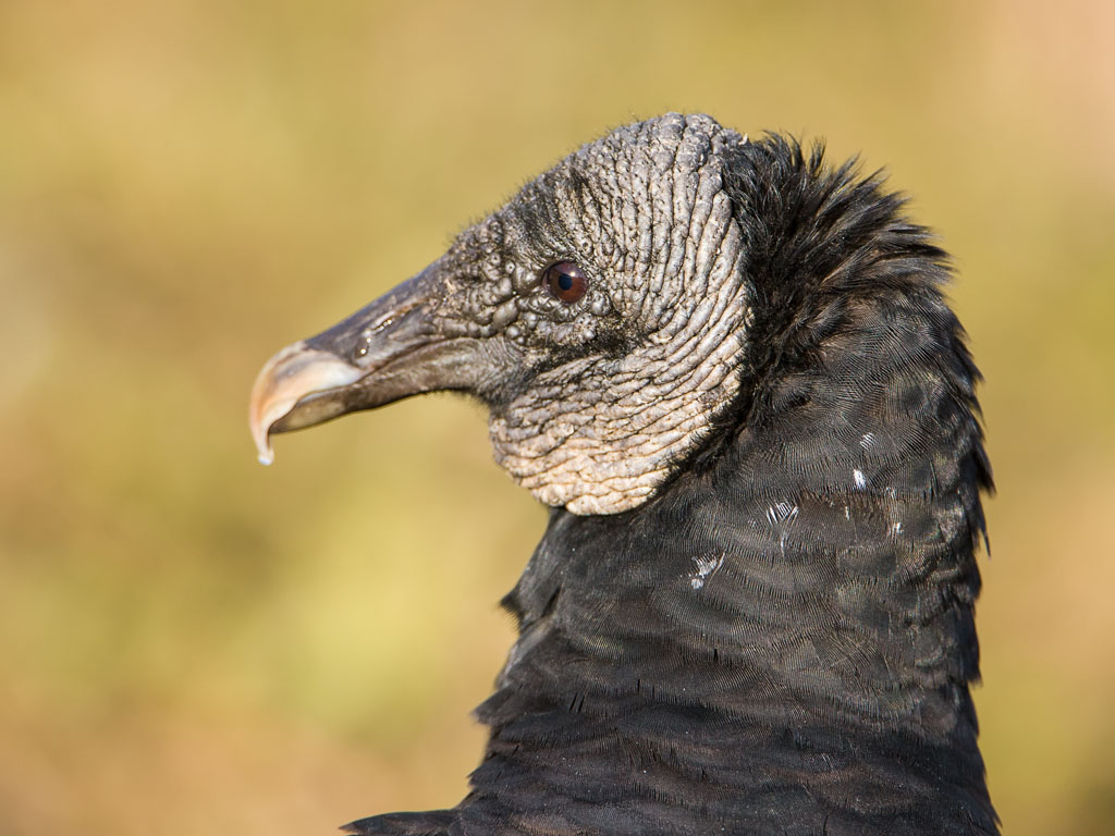 Black Vulture (Coragyps atratus)