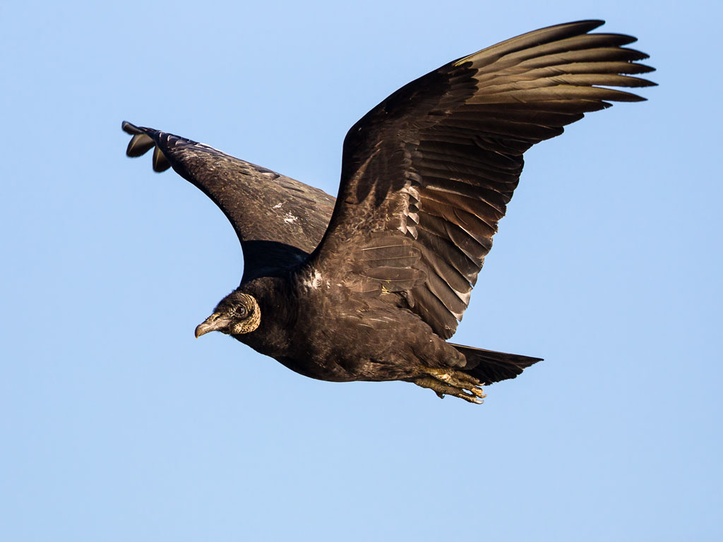 Black Vulture (Coragyps atratus)