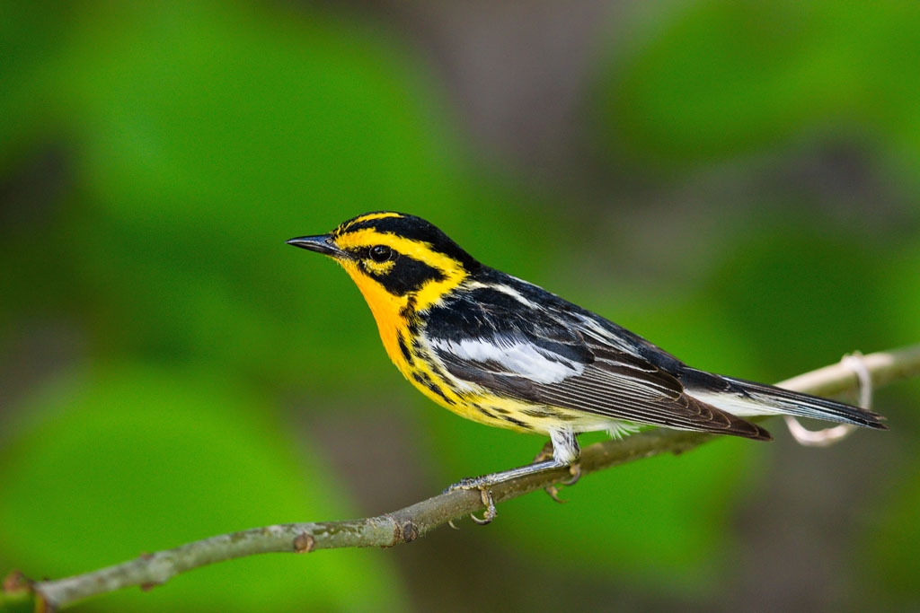 Blackburnian Warbler (Setophaga fusca)