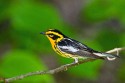 Blackburnian Warbler (Setophaga fusca)