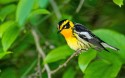 Blackburnian Warbler (Setophaga fusca)