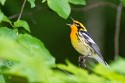 Blackburnian Warbler (Setophaga fusca)