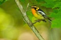 Blackburnian Warbler (Setophaga fusca)