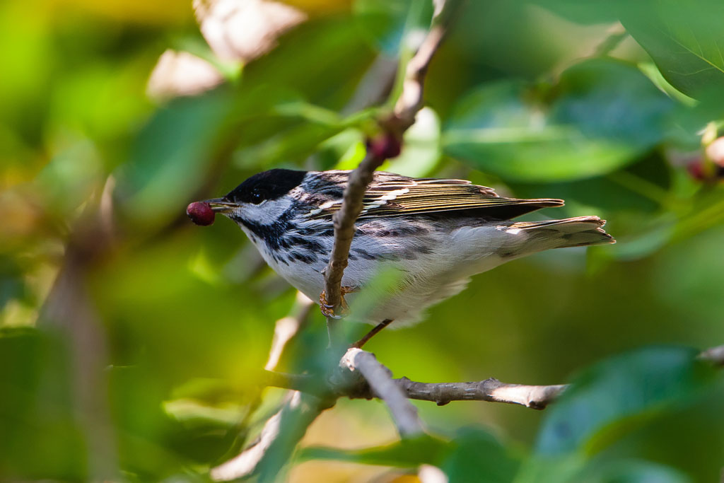 Blackpoll Warbler (Setophaga striata)