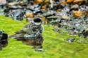 Blackpoll Warbler (Setophaga striata)