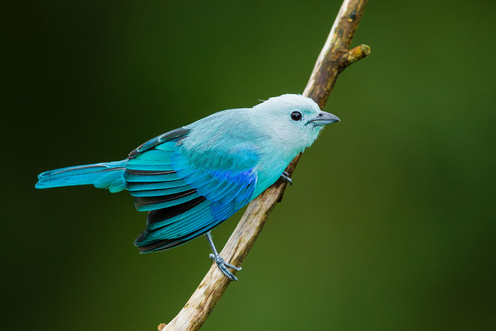 Blue-gray Tanager (Thraupis episcopus nesophila)