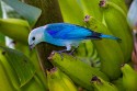 Blue-gray Tanager (Thraupis episcopus berlepschi)