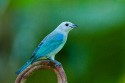 Blue-gray Tanager (Thraupis episcopus)