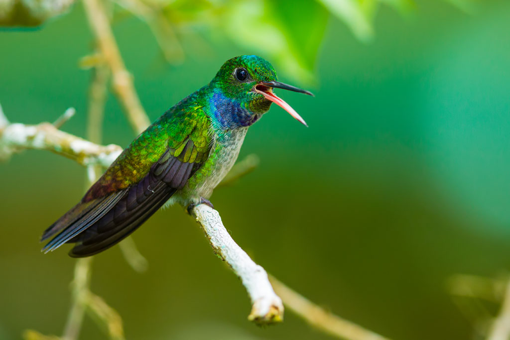 Blue-chested Hummingbird (Amazilia amabilis)