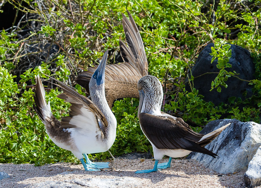 Blue-footed Booby (Sulanebouxii excisa)