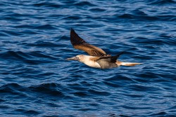 Blue-footed Booby (Sula nebouxii excisa)