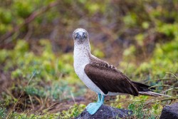 Blue-footed Booby (Sula nebouxii excisa)