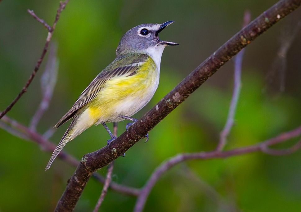 Blue-headed Vireo (Vireo solitarius)