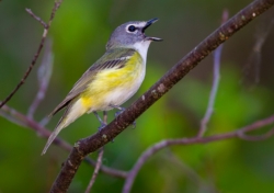 Blue-headed Vireo (Vireo solitarius)