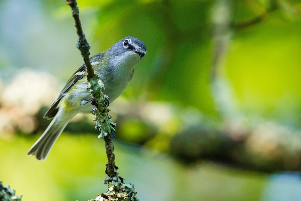 Blue-headed Vireo (Vireo solitarius)