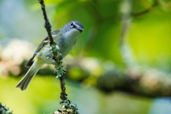 Blue-headed Vireo (Vireo solitarius)