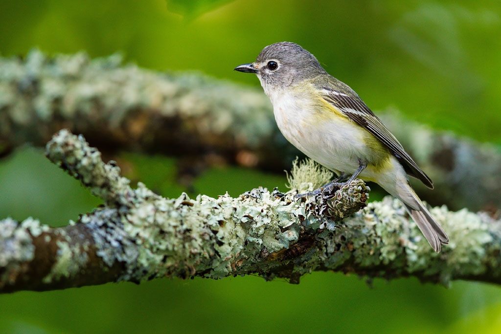 Blue-headed Vireo (Vireo solitarius)