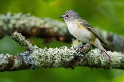 Blue-headed Vireo (Vireo solitarius)