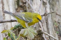 Blue-winged Warbler (Vermivora pinus)