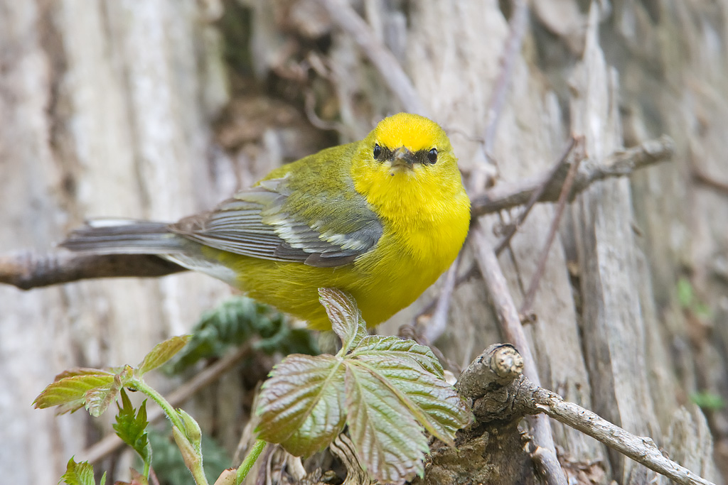 Blue-winged Warbler (Vermivora pinus)