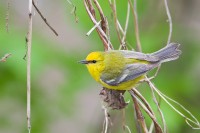 Blue-winged Warbler (Vermivora pinus)