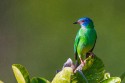 Blue Dacnis (Dacnis cayana)