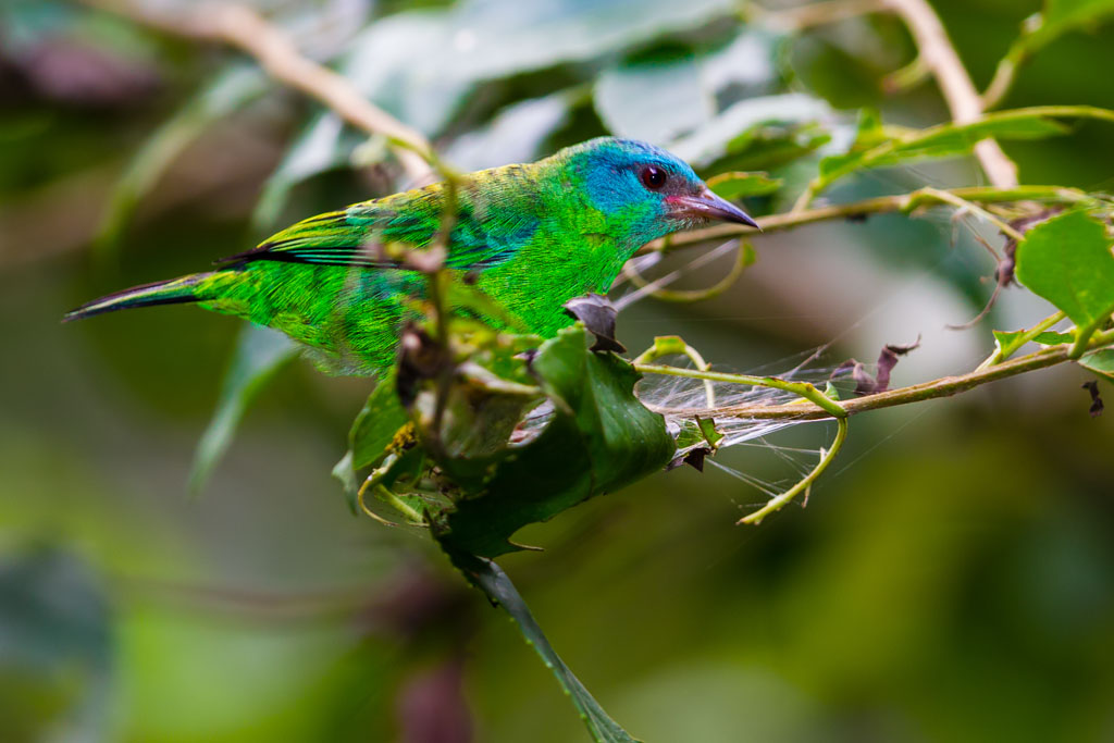 Blue Dacnis (Dacnis cayana)