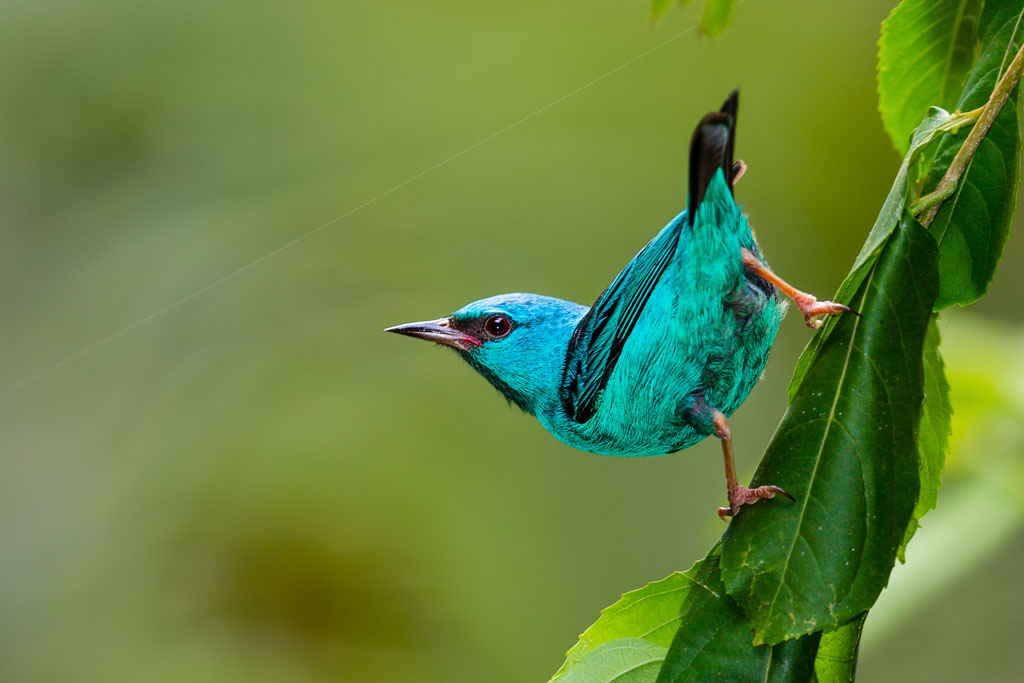 Blue Dacnis (Dacnis cayana)