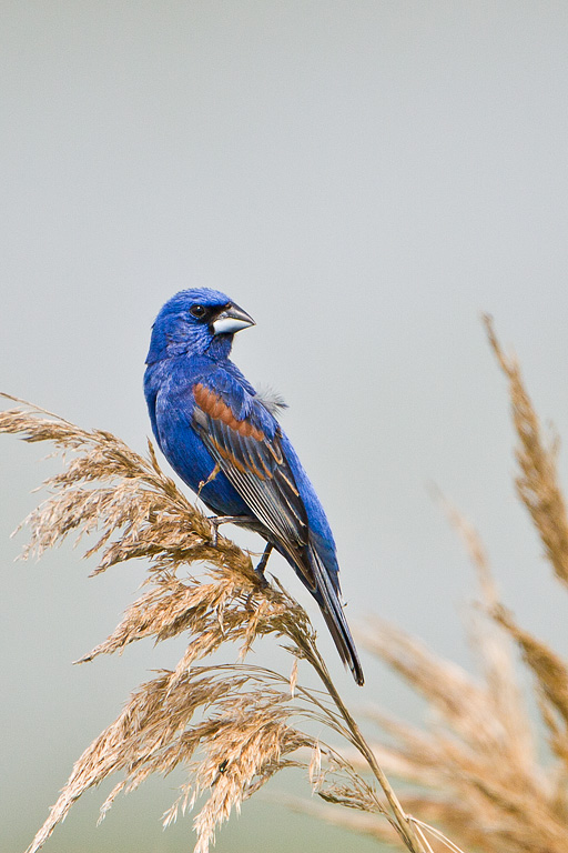 Blue Grosbeak (Passerina caerulea)