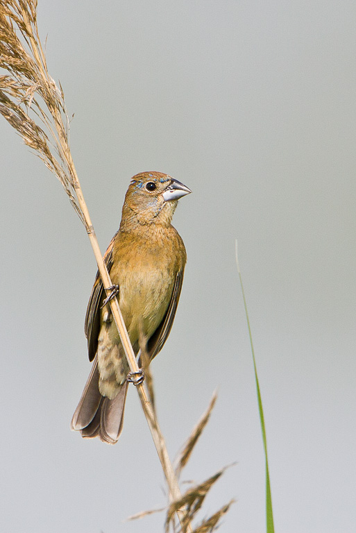 Blue Grosbeak (Passerina caerulea)