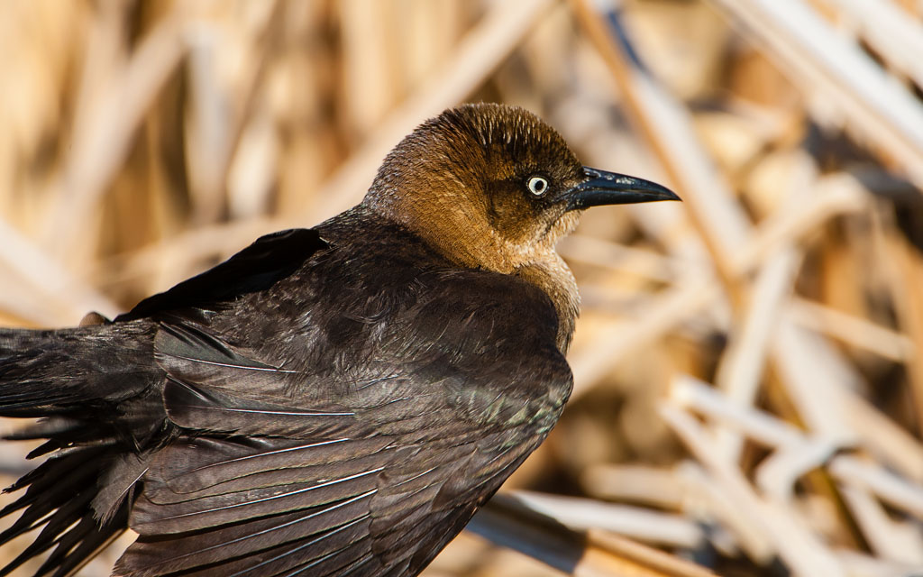 Boat-tailed Grackle (Quiscalus major)