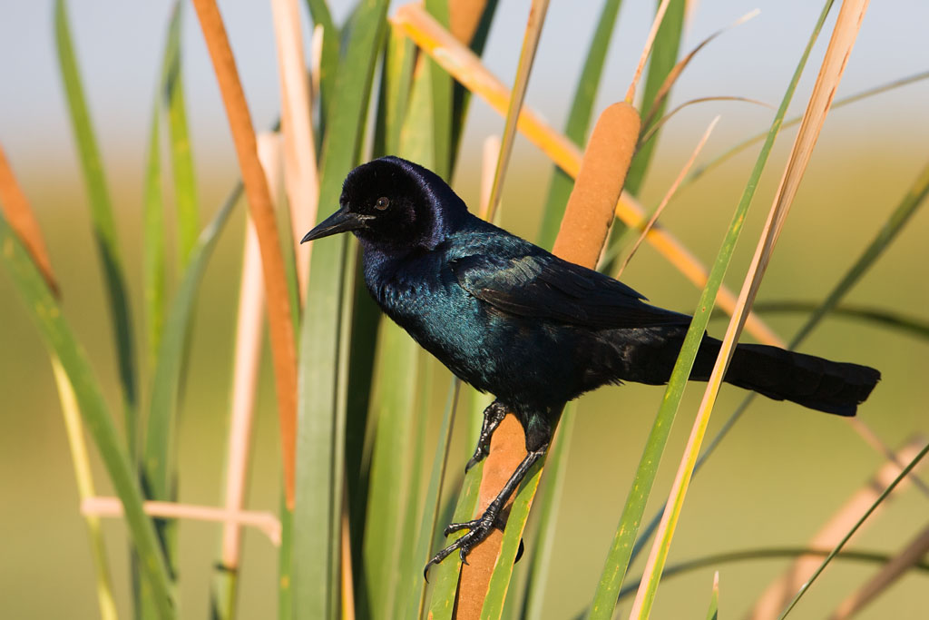 Boat-tailed Grackle (Quiscalus major)