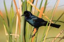 Boat-tailed Grackle (Quiscalus major)