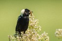 Bobolink (Dolichonyx oryzivorus)