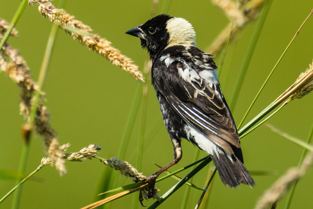 Bobolink (Dolichonyx oryzivorus)