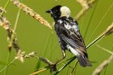 Bobolink (Dolichonyx oryzivorus)