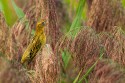 Bobolink (Dolichonyx oryzivorus)